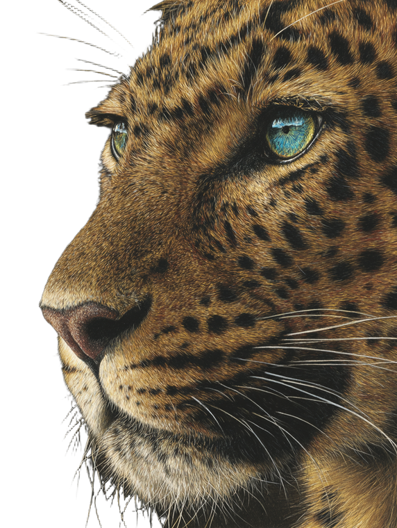 Leopard Portrait V7 Vinyl Car Decal Sticker – Waterproof & UV-Resistant 4.1066666666666665"