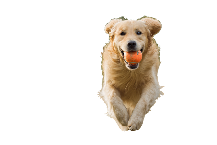 Golden Retriever Fetch V2 Vinyl Car Decal Sticker – Waterproof & UV-Resistant 5.97333333333333