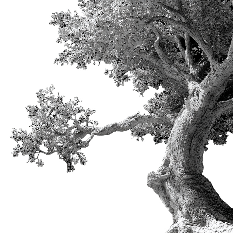 Realistic 3D Tree V2 Vinyl Car Decal Sticker – Waterproof & UV-Resistant 3.4133333333333336"