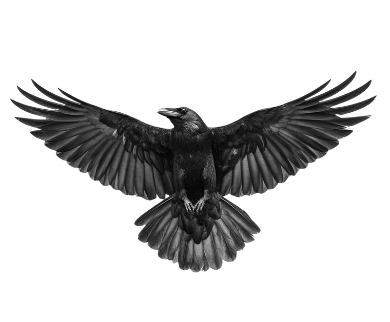 Symmetrical Raven Flight Vinyl Car Decal Sticker – Waterproof & UV-Resistant 6.613333333333333"