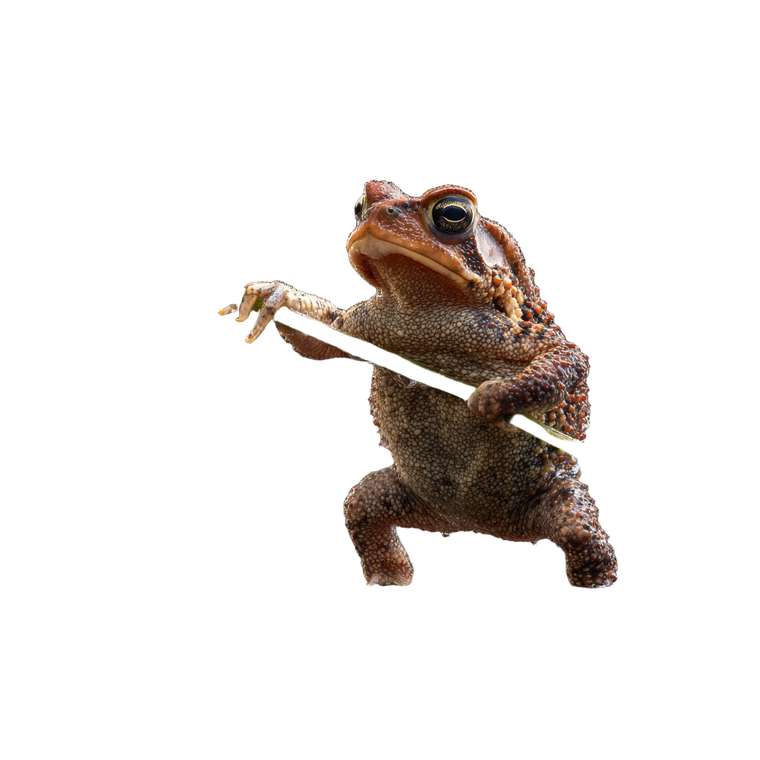 Dancing Toad Vinyl Car Decal Sticker – Waterproof & UV-Resistant 3.4133333333333336"
