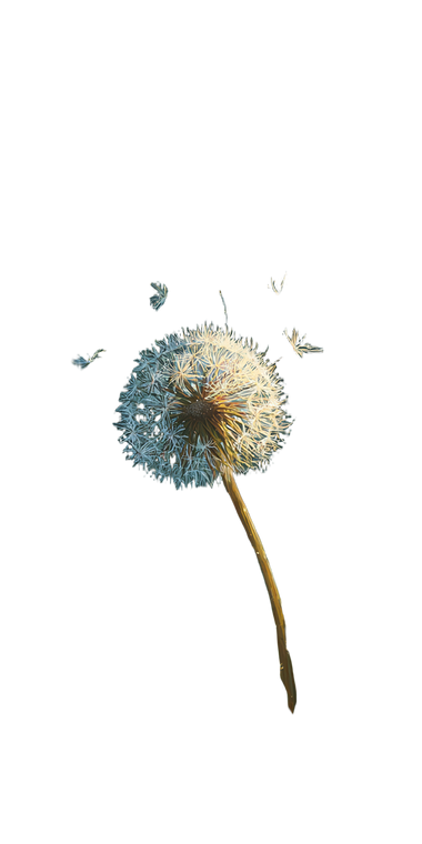 Dandelion In Wind V4 Vinyl Car Decal Sticker – Waterproof & UV-Resistant 5.12"