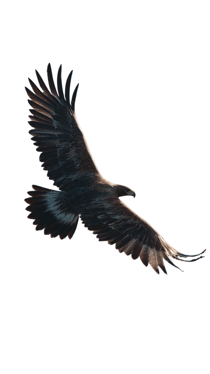 Majestic Eagle Flight V9 Vinyl Car Decal Sticker – Waterproof & UV-Resistant 4.8533333333333335"