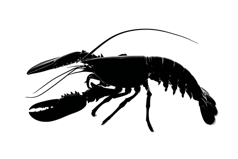 Silhouette Lobster Vinyl Car Decal Sticker – Waterproof & UV-Resistant 2.986666666666667"