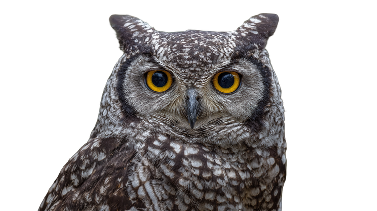 Spotted Eagle Owl Vinyl Car Decal Sticker – Waterproof & UV-Resistant 5.4