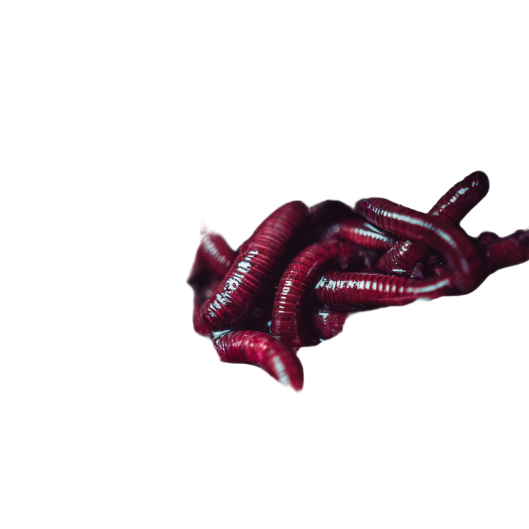 Slimy Worm Mouth Vinyl Car Decal Sticker – Waterproof & UV-Resistant 3.4133333333333336"