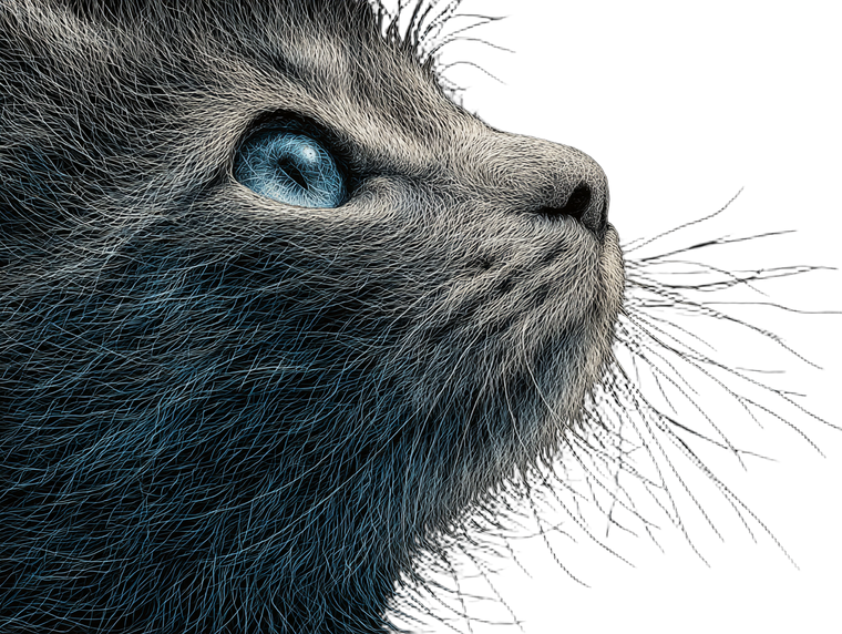 Cat V683 Vinyl Car Decal Sticker – Waterproof & UV-Resistant 6.1866666666666665"