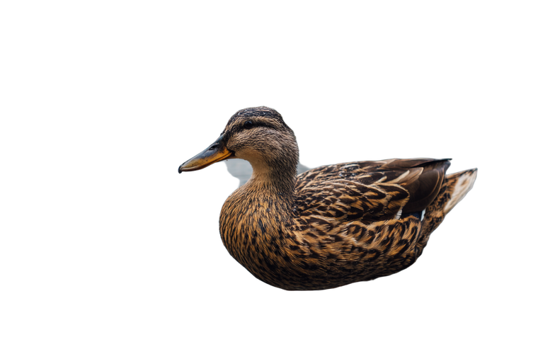 Duck In Water Vinyl Car Decal Sticker – Waterproof & UV-Resistant 2.986666666666667"