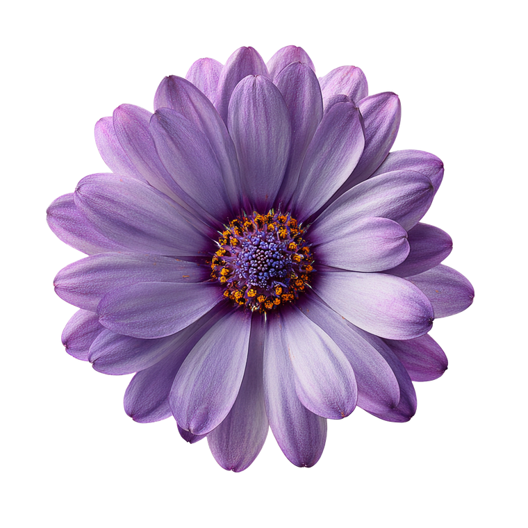 Purple Daisy Flower Vinyl Car Decal Sticker – Waterproof & UV-Resistant 6.826666666666667"
