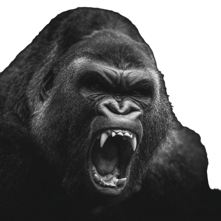 Angry Gorilla Portrait V2 Vinyl Car Decal Sticker – Waterproof & UV-Resistant 6.826666666666667"