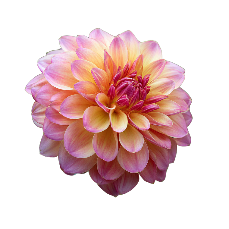 Pink Dahlia Bloom V2 Vinyl Car Decal Sticker – Waterproof & UV-Resistant 3.4133333333333336"