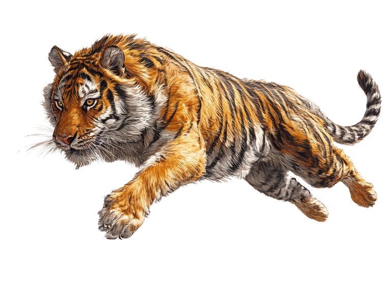 Majestic Leaping Tiger Vinyl Car Decal Sticker – Waterproof & UV-Resistant 6.1866666666666665"