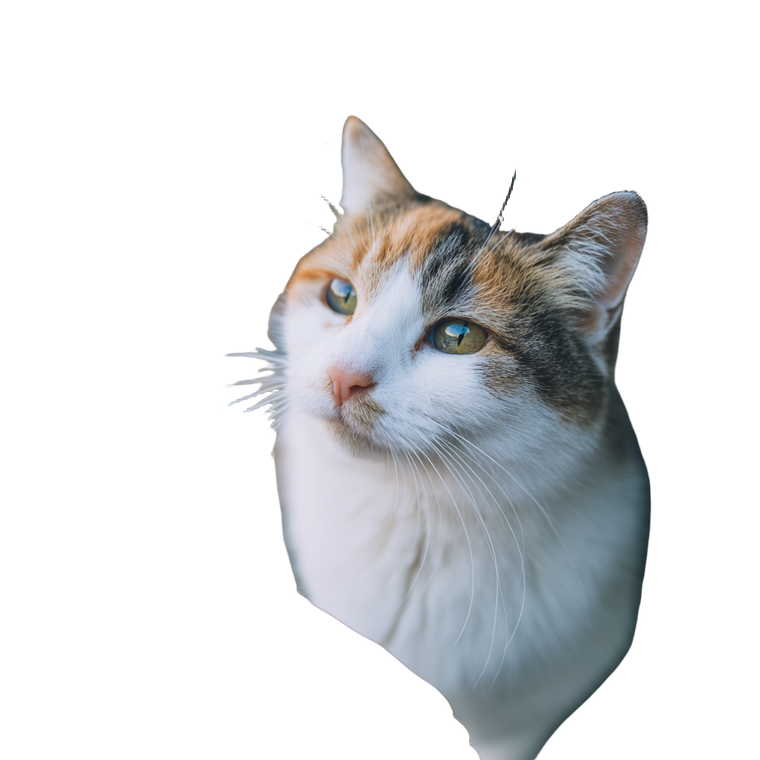 Stray Calico Cat V2 Vinyl Car Decal Sticker – Waterproof & UV-Resistant 3.4133333333333336"