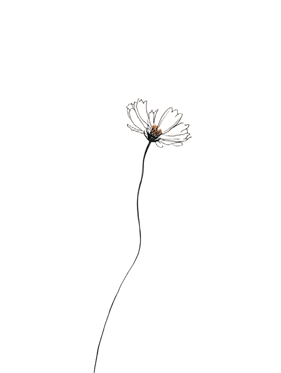 Wildflower Line Drawing Vinyl Car Decal Sticker – Waterproof & UV-Resistant 8.213333333333333" Wildflower Line Drawing Vinyl Car Decal Sticker – Waterproof & UV-Resistant 8.213333333333333"