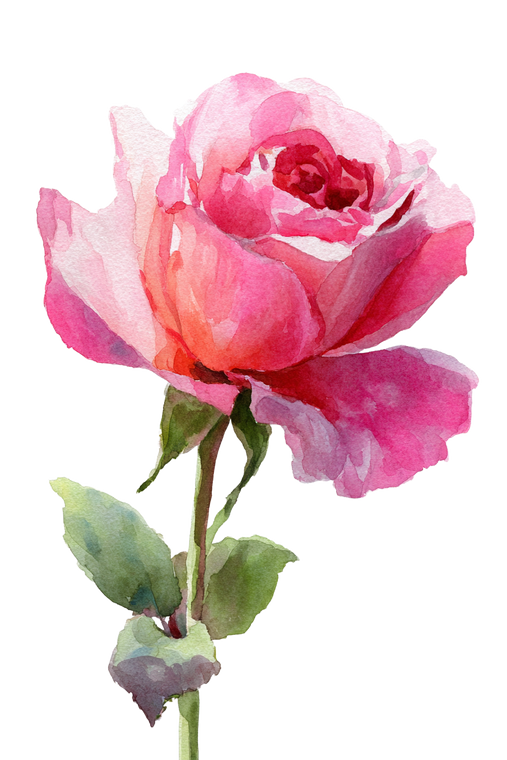 Pink Rose Closeup V2 Vinyl Car Decal Sticker – Waterproof & UV-Resistant 8.96"