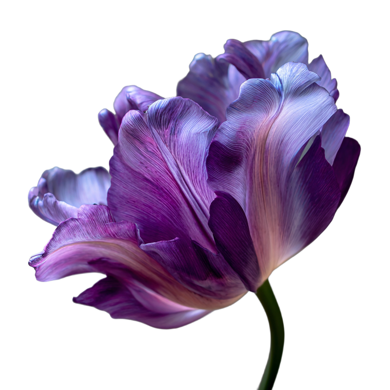 Purple Tulip V2 Vinyl Car Decal Sticker – Waterproof & UV-Resistant 3.4133333333333336"