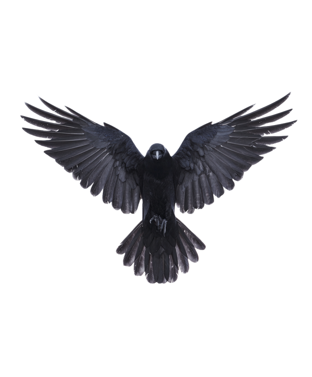 Spread-Winged Raven V4 Vinyl Car Decal Sticker – Waterproof & UV-Resistant 8.0"