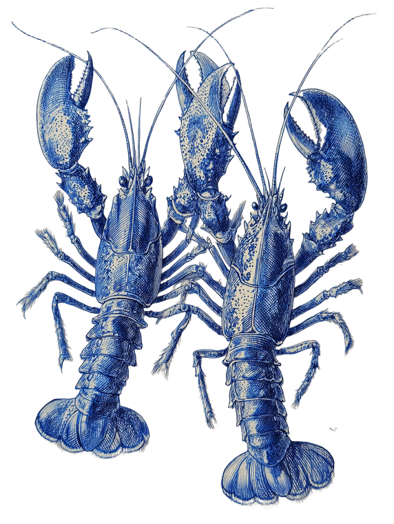 Vintage Lobster Illustration V4 Vinyl Car Decal Sticker – Waterproof & UV-Resistant 8.213333333333333"
