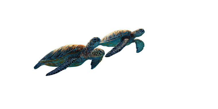 Underwater Sea Turtles V2 Vinyl Car Decal Sticker – Waterproof & UV-Resistant 5.12"