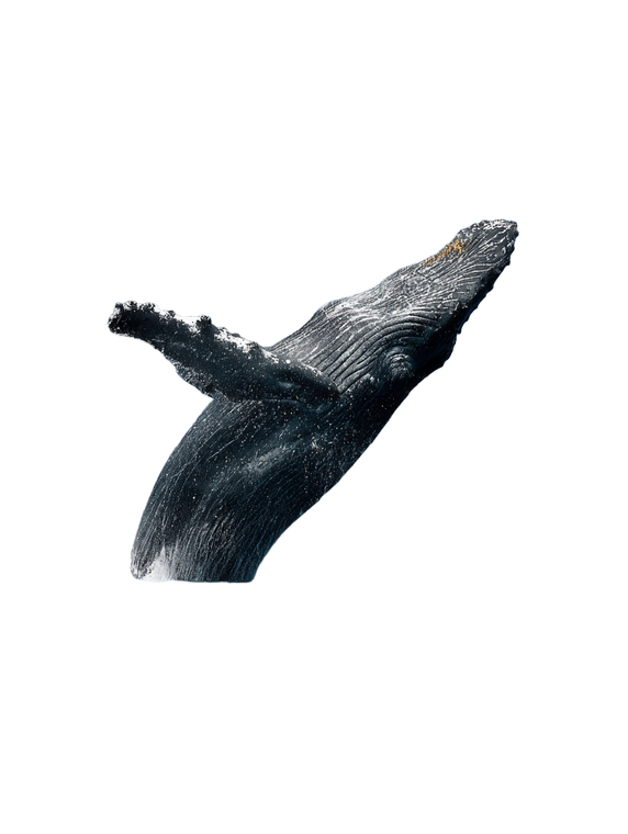 Jumping Whale V2 Vinyl Car Decal Sticker – Waterproof & UV-Resistant 4.1066666666666665"