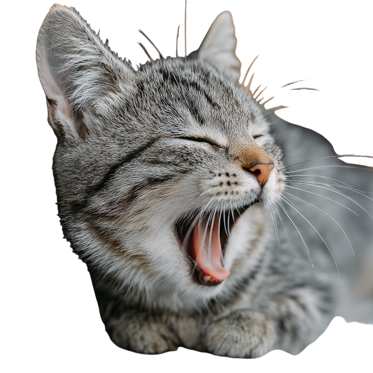 Yawning Gray Cat Vinyl Car Decal Sticker – Waterproof & UV-Resistant 3.4133333333333336"