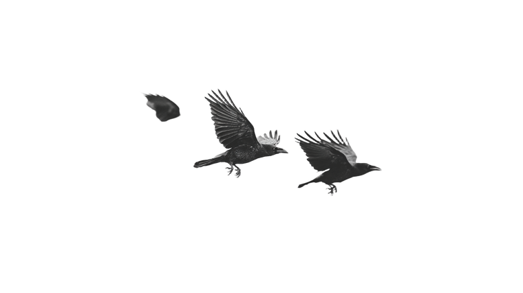 Flying Black Crows Vinyl Car Decal Sticker – Waterproof & UV-Resistant 5.4