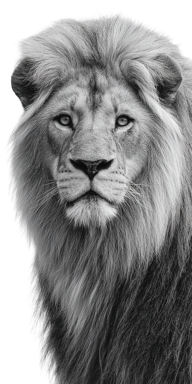 Lion Portrait V30 Vinyl Car Decal Sticker – Waterproof & UV-Resistant 10.2