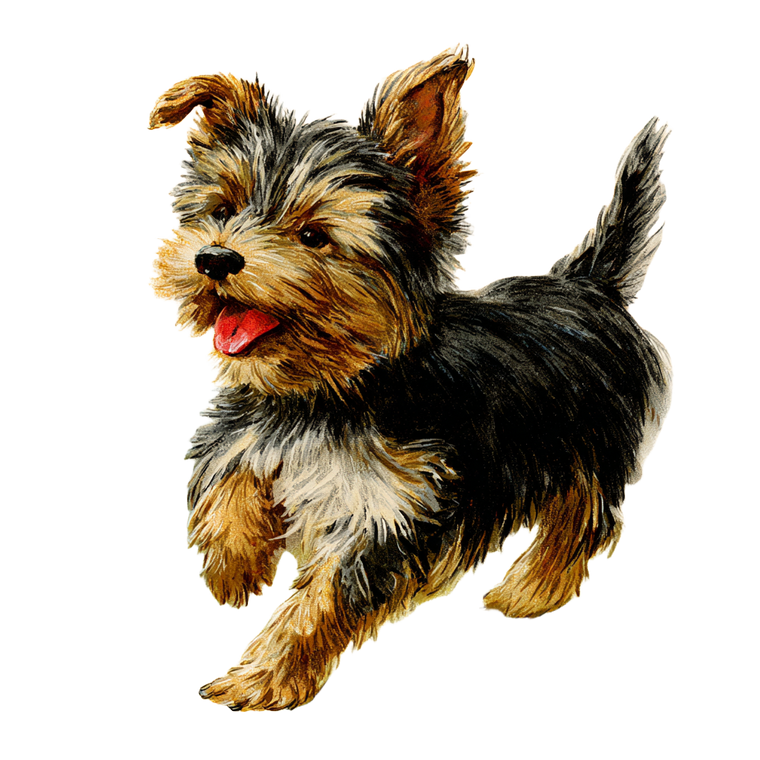 Happy Yorkshire Terrier V8 Vinyl Car Decal Sticker – Waterproof & UV-Resistant 3.4133333333333336"