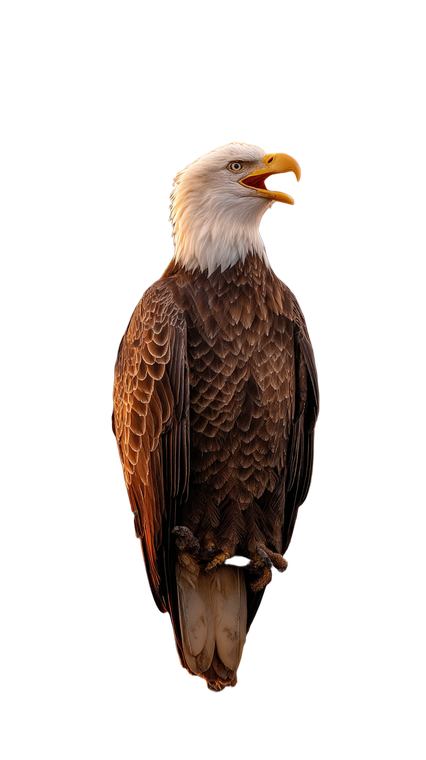 Bald Eagle Speaking V2 Vinyl Car Decal Sticker – Waterproof & UV-Resistant 4.8533333333333335"