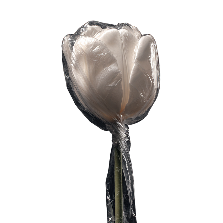 Sealed White Tulip V2 Vinyl Car Decal Sticker – Waterproof & UV-Resistant 3.4133333333333336"