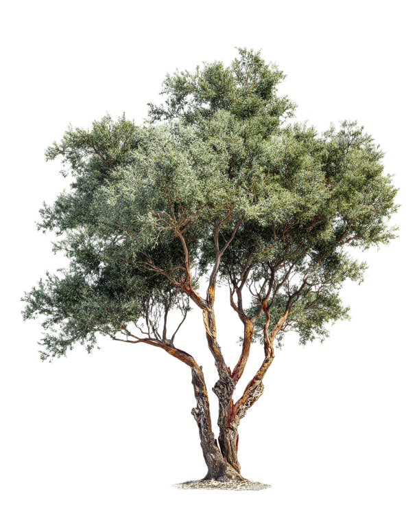 Sea Buckthorn Tree Vinyl Car Decal Sticker – Waterproof & UV-Resistant 8.0"