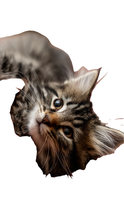 Fluffy Tabby Kitten V2 Vinyl Car Decal Sticker – Waterproof & UV-Resistant 4.8533333333333335"