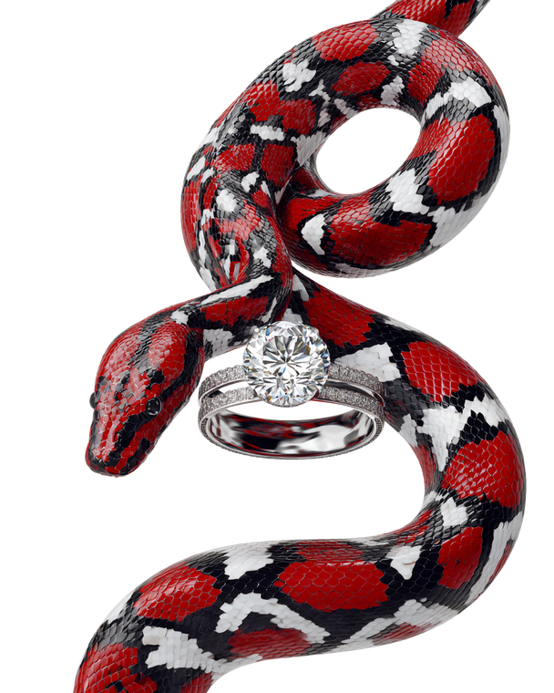 Gucci Style Boa V6 Vinyl Car Decal Sticker – Waterproof & UV-Resistant 8.0"