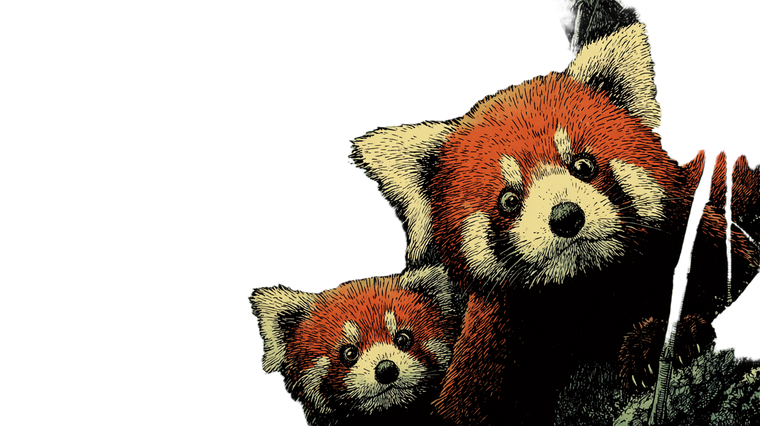 Startled Red Pandas V2 Vinyl Car Decal Sticker – Waterproof & UV-Resistant 2.72"