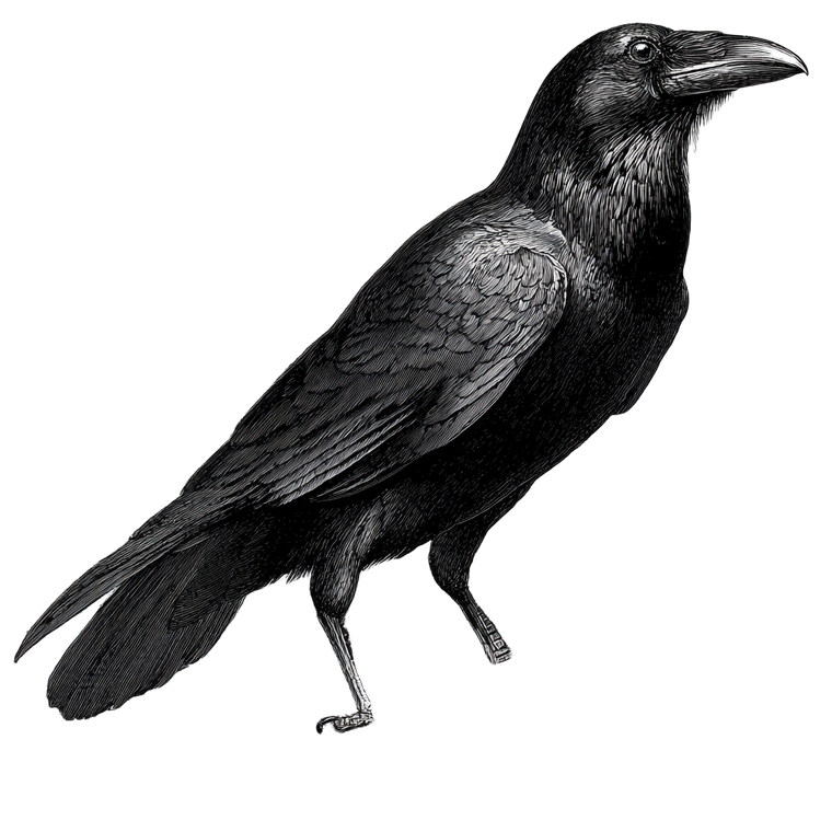 Vintage Raven Illustration V2 Vinyl Car Decal Sticker – Waterproof & UV-Resistant 3.4133333333333336"