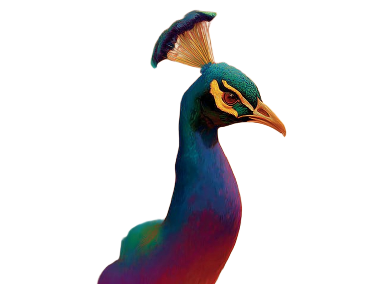 Peacock V5 Vinyl Car Decal Sticker – Waterproof & UV-Resistant 6.1866666666666665"