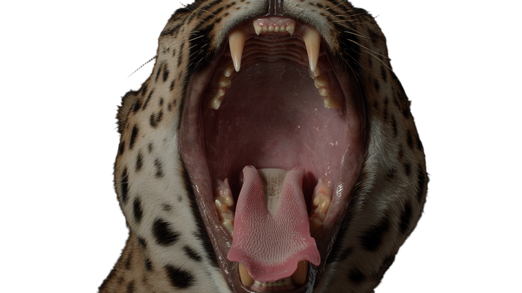 Leopard Mouth Closeup Vinyl Car Decal Sticker – Waterproof & UV-Resistant 2.72"
