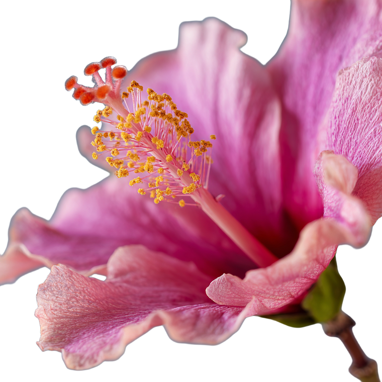 Hibiscus Close-Up Vinyl Car Decal Sticker – Waterproof & UV-Resistant 6.826666666666667"
