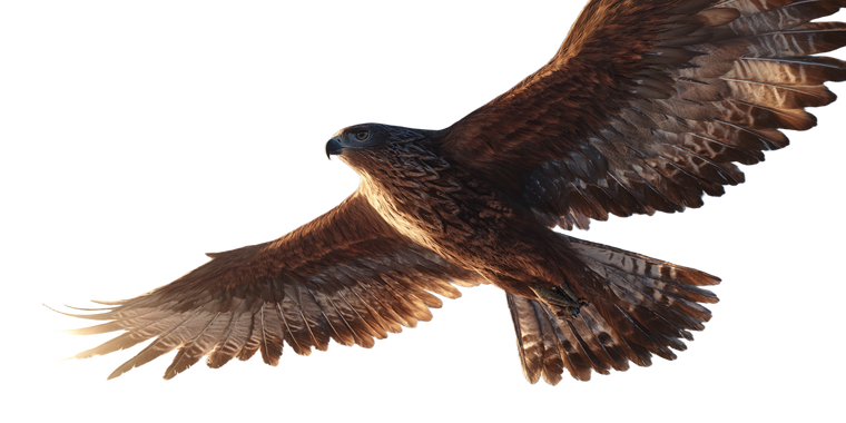 Majestic Hawk Soaring V2 Vinyl Car Decal Sticker – Waterproof & UV-Resistant 5.12"