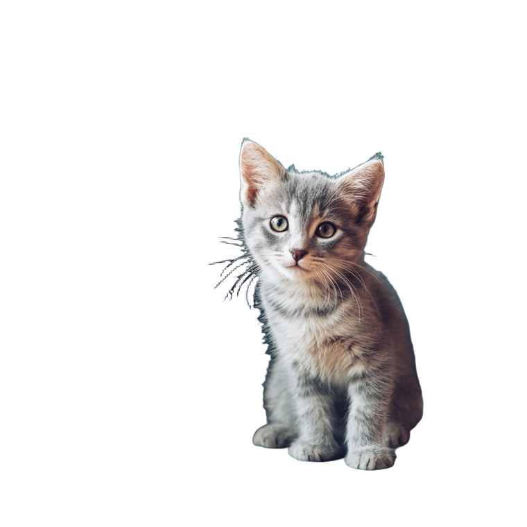 Kitten Playing V2 Vinyl Car Decal Sticker – Waterproof & UV-Resistant 6.826666666666667"