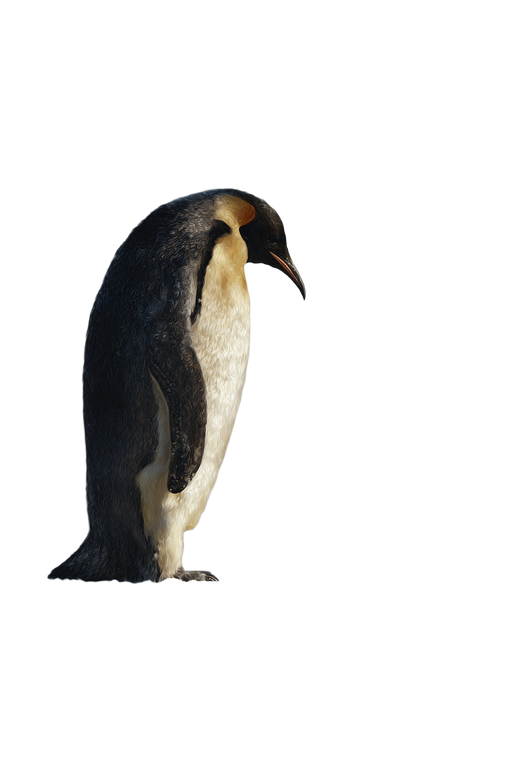 Emperor Penguin Portrait V5 Vinyl Car Decal Sticker – Waterproof & UV-Resistant 8.96"