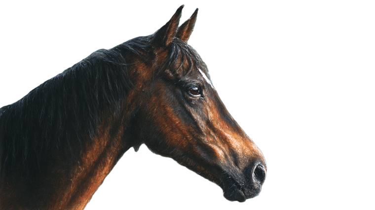 Pastel Horse Vinyl Car Decal Sticker – Waterproof & UV-Resistant 5.4