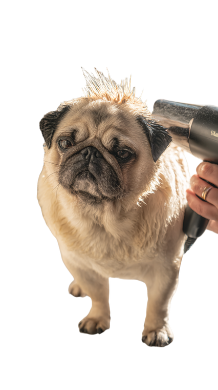 Chubby Pug Drying Vinyl Car Decal Sticker – Waterproof & UV-Resistant 9.706666666666667"