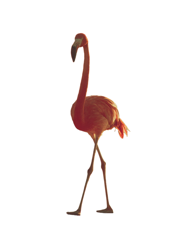 Flamingo Golden Walk Vinyl Car Decal Sticker – Waterproof & UV-Resistant 8.213333333333333"