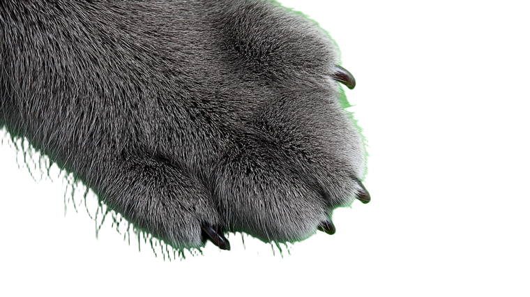 Grey Cat Paw Vinyl Car Decal Sticker – Waterproof & UV-Resistant 2.72"