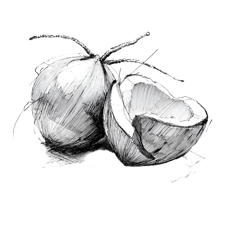 Sketch Of Coconuts Vinyl Car Decal Sticker – Waterproof & UV-Resistant 3.4133333333333336"