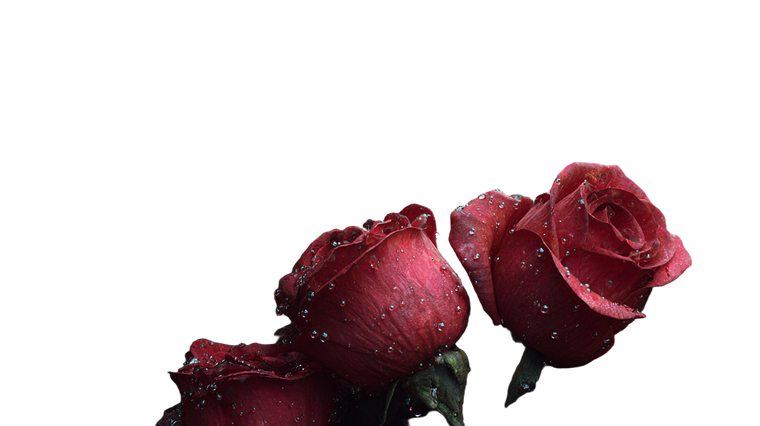 Dewy Medieval Roses Vinyl Car Decal Sticker – Waterproof & UV-Resistant 2.72"