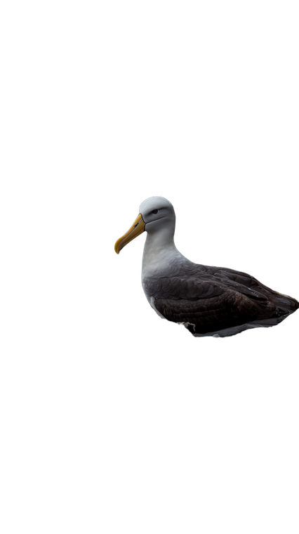 Wounded Albatross Struggle Vinyl Car Decal Sticker – Waterproof & UV-Resistant 4.8533333333333335"