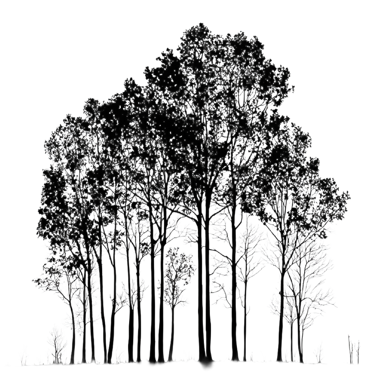 Silhouetted Tall Trees Vinyl Car Decal Sticker – Waterproof & UV-Resistant 3.4133333333333336"