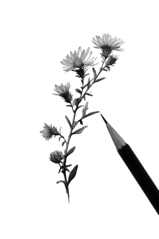 Aster Branch Sketch Vinyl Car Decal Sticker – Waterproof & UV-Resistant 4.4